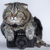 Кото ? графия в MAX