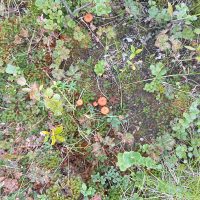 Ишимбай в MAX