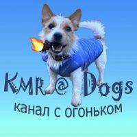 KMR@Dogs-животные, смешные животные, смешные видео, юмор, птицы, собаки, кошки, обезьяны. в MAX