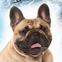 Французский бульдог | Собаки Животные Бульдоги Щенки Юмор в MAX