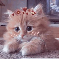 милые котики животные в MAX