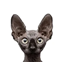 Кот Костян. RU в MAX