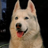 Хаски Бандит в MAX