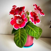 Цветы и растения🪴 в MAX