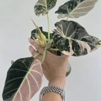 Алоказии и другие ароидные🪴 в MAX