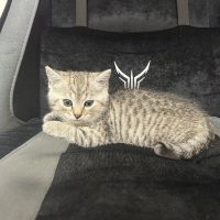 милые котики ^-^ коты в MAX