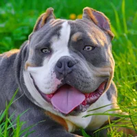 Питомник Собак в MAX