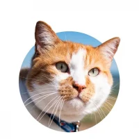 Кот Мостик в MAX