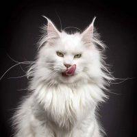 МЕЙН-КУН / FAMILYCOON Клуб любителей, владельцев в MAX