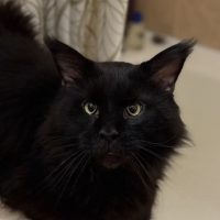 КОТЯ🐈‍⬛ в MAX