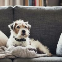 НЕКСТоманы в MAX