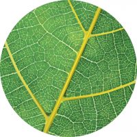 Город-парк Переделкино Ближнее в MAX