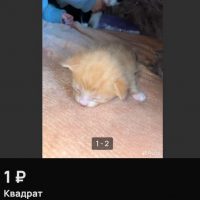 невсратые котята с авито в макс в MAX