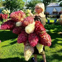 МОЯ ГОРТЕНЗИЯ в MAX