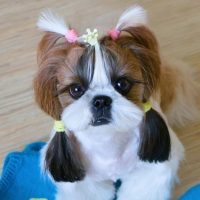 Милые собаки и их друзья в MAX