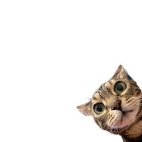 Смотри что нашёл👁️👁️ в MAX