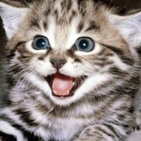 Мохнатое настроение в MAX