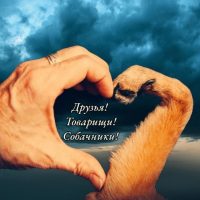 Друзья! Товарищи! Собачники! в MAX