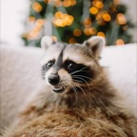 Енот Тема в MAX