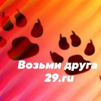 Возьми друга | Отдам в добрые руки 29.ru в MAX