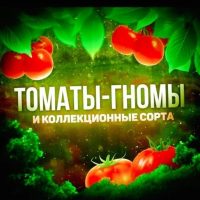🌿🍅Томаты Гномы и коллекционные семена🌿🍅 в MAX