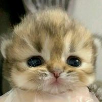 животне123 в MAX