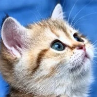 Созвездие в MAX