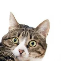 Животные Приколисты в MAX