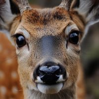 Олень | мужской юмор в MAX