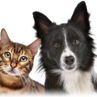 🩷Котики собачки и другие животные.Пушистый Юмор в MAX