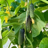 АО-Тепличное Тамбов в MAX