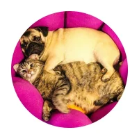 Пушистики в MAX