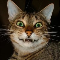 Вот это прикол! в MAX