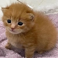 котята как смысл жизни в MAX