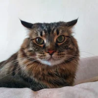 Бабка подсказала в MAX