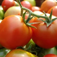 "Газета садовод" в MAX