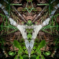 Мы хвойные! С нами мох! в MAX