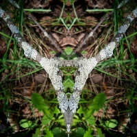 Мы хвойные! С нами мох! в MAX