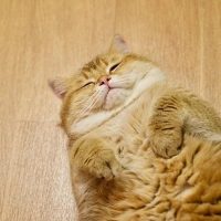 Кот Хосико в MAX