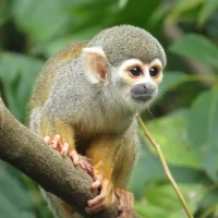 Обезьянки, мармозетки, игрунки, тамарины приматы в MAX