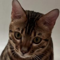 Усы, лапы и хвост! в MAX