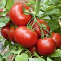 Клуб любителей томатов в MAX