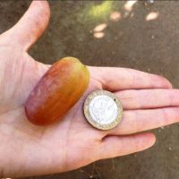 Кинельский виноград в MAX