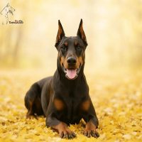 Доберманы Life в MAX