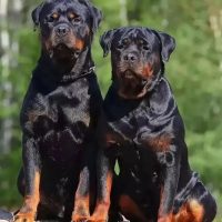 Забавные животные в MAX