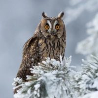 Птицы | Животные в MAX