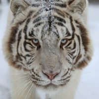 Барнаульский зоопарк в MAX