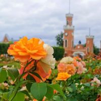 Самая красивая область - Воронежская в MAX