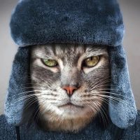 Кошкин Сибиряк в MAX