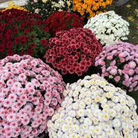 Мультифлора в MAX